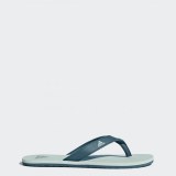 Мужские вьетнамки Adidas Eezay Flip Flop CG3553_image_1